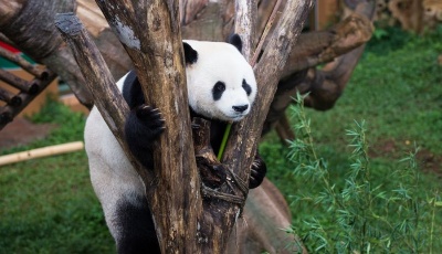中國(guó)大熊貓印尼受追捧