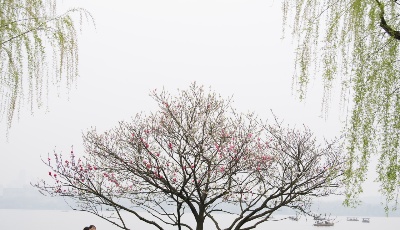 杭州西湖：桃紅柳綠
