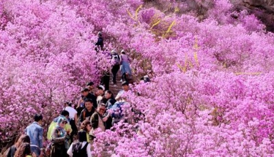 萬畝杜鵑遍野飛紅 2018西海岸杜鵑花會開幕
