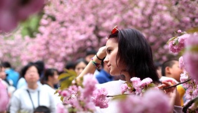 中科大櫻花綻放 萬人涌入“櫻花大道”