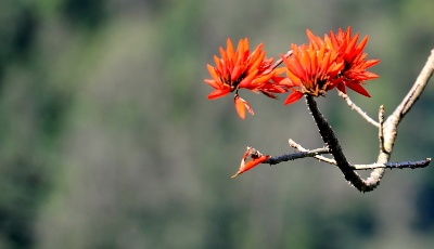 山花怒放，飛湍瀑流，春日里的墨脫惹人神往