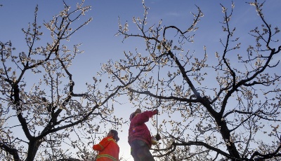 清明時節務農忙