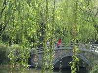 四月里的大明湖 春光明媚柳色新