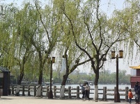 四月里的大明湖 春光明媚柳色新