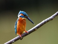 晴暖春光正當時 翠鳥戲水弄輕枝