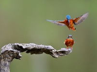 晴暖春光正當時 翠鳥戲水弄輕枝