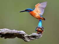 晴暖春光正當時 翠鳥戲水弄輕枝