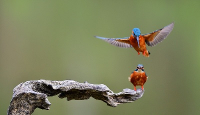 晴暖春光正當(dāng)時(shí) 翠鳥(niǎo)戲水弄輕枝