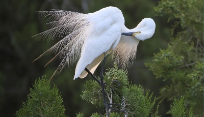 江蘇盱眙：鷺鳥舞翩翩