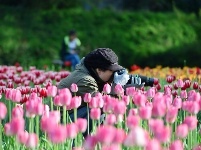 最美人間四月天