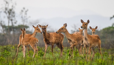 海南坡鹿：從瀕臨滅絕到海南名片