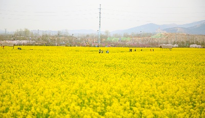 市旅發(fā)委發(fā)布五一出游線路：采摘游賞花游樂開懷