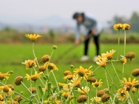 立夏在望 暮春農(nóng)忙