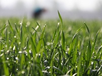 立夏在望 暮春農(nóng)忙