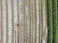 立夏在望 暮春農(nóng)忙