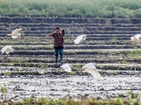 立夏在望 暮春農(nóng)忙