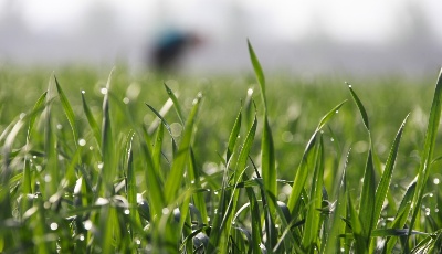 立夏在望 暮春農忙