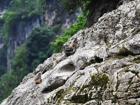 “兩岸猿聲啼不住”