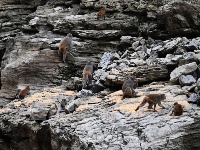 “兩岸猿聲啼不住”