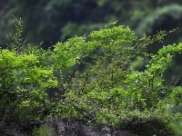 “兩岸猿聲啼不住”