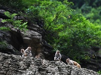 “兩岸猿聲啼不住”