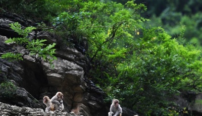 “兩岸猿聲啼不住”