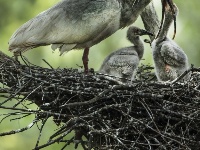 朱鹮：鳥中“東方寶石”