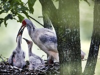朱鹮：鳥中“東方寶石”