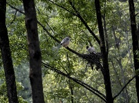 朱鹮：鳥中“東方寶石”