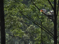 朱鹮：鳥中“東方寶石”
