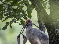 朱鹮：鳥中“東方寶石”