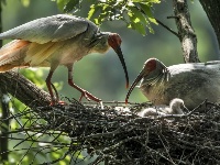 朱鹮：鳥中“東方寶石”