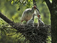 朱鹮：鳥中“東方寶石”