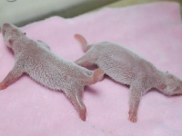 今年全球首對大熊貓龍鳳胎誕生