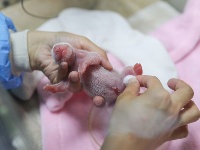 今年全球首對大熊貓龍鳳胎誕生