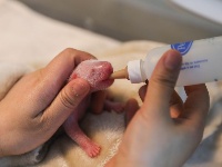 今年全球首對大熊貓龍鳳胎誕生