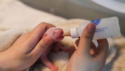 今年全球首對大熊貓龍鳳胎誕生