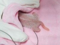 今年全球首對大熊貓龍鳳胎誕生