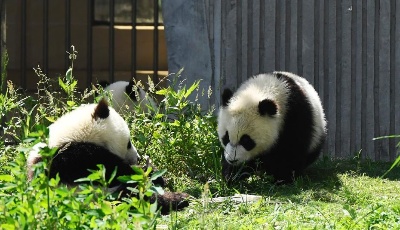 大熊貓寶寶熊貓“幼兒園”里悠閑自得享受夏日陽光