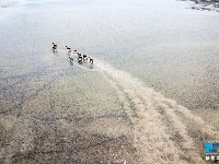 【“飛閱”中國】航拍江蘇大豐灘涂：呦呦鹿鳴 食野之蘋