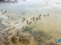 【“飛閱”中國】航拍江蘇大豐灘涂：呦呦鹿鳴 食野之蘋