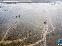 【“飛閱”中國】航拍江蘇大豐灘涂：呦呦鹿鳴 食野之蘋
