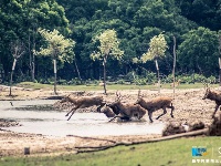 【“飛閱”中國】航拍江蘇大豐灘涂：呦呦鹿鳴 食野之蘋