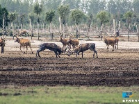 【“飛閱”中國】航拍江蘇大豐灘涂：呦呦鹿鳴 食野之蘋