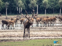 【“飛閱”中國】航拍江蘇大豐灘涂：呦呦鹿鳴 食野之蘋