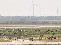 【“飛閱”中國】航拍江蘇大豐灘涂：呦呦鹿鳴 食野之蘋