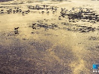 【“飛閱”中國】航拍江蘇大豐灘涂：呦呦鹿鳴 食野之蘋