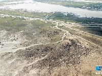 【“飛閱”中國】航拍江蘇大豐灘涂：呦呦鹿鳴 食野之蘋