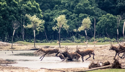 【“飛閱”中國】航拍江蘇大豐灘涂：呦呦鹿鳴 食野之蘋