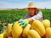 香甜馥郁！你期待的新疆哈密瓜已上線